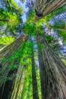 Green towering tree-Redwoods National Park-Newton B Drury Drive-Crescent City-California Art Print